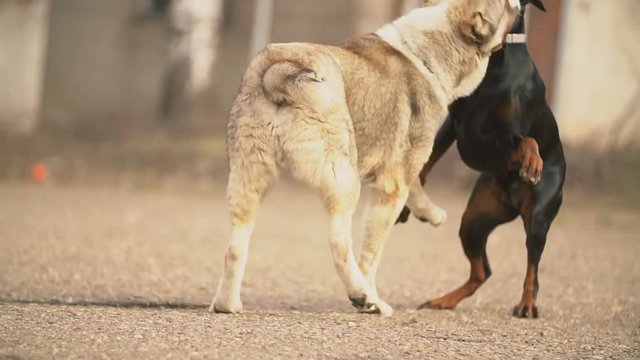 Alabai and Doberman dogs