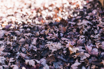 background of leaves