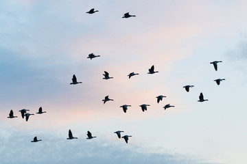Greylag geese, Anser anser, Germany, Europe