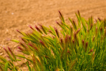 Ear of field colors on the ground