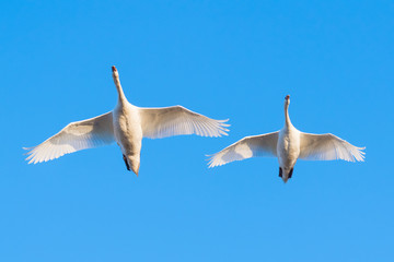 Fototapeta na wymiar Flying Mute Swans, Cygnus olor, Germany, Europe