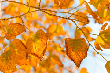Obraz premium Golden autumn leaves against blue sky