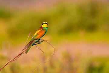 Colorful bird colorful nature background. Bird: European Bee eater. Merops apiaster.