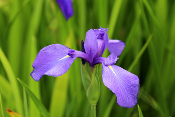 カキツバタのクローズアップ
