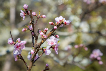 Fototapeta na wymiar Spring blossoms tree. A tree branch in springtime. Springtime nature background