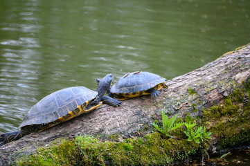 Fototapeta premium Wasserschildkröten