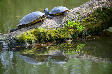 Wasserschildkröten