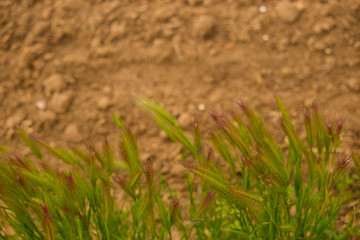 Ear of field colors on the ground