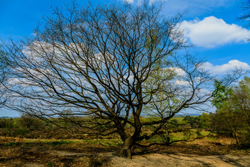 Baum in der Wahner-Heide