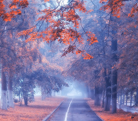 autumn city fog landscape / October in the city, fog, autumn wet weather, tree alley in the city