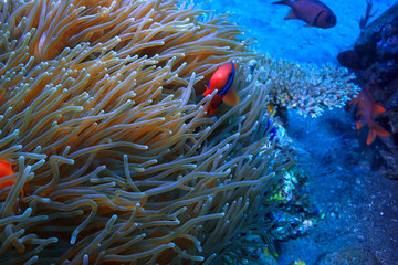 Naklejka na ściany i meble clown fish coral reef / macro underwater scene, view of coral fish, underwater diving