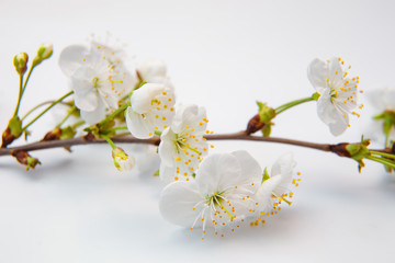 a blooming twig of cherry