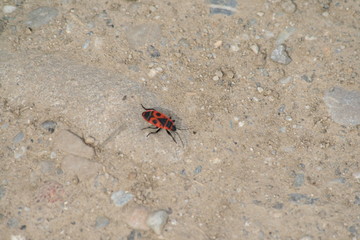 red bug on the sand