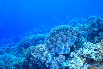 under water ocean / landscape underwater world, scene blue idyll nature
