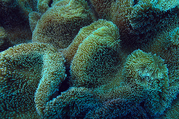 coral reef macro / texture, abstract marine ecosystem background on a coral reef