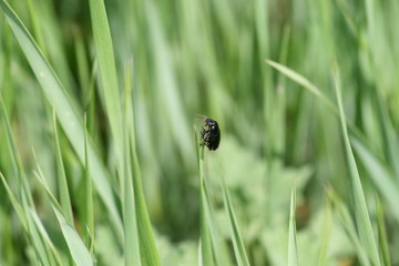 ladybug on grass