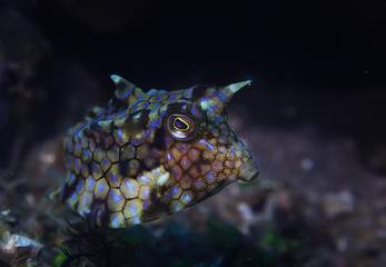 fish cow underwater / exotic small fish underwater scene, coral reef in the ocean, crani fish
