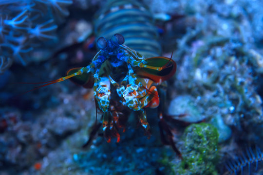 shrimp mantis underwater / underwater scene on a coral reef, tropical sea, unusual creature, macro