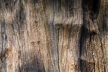 Background. Old tree. Summer and beautiful places.