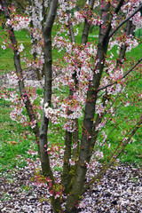 Pink and white blossoms of a sakura cherry prunus tree in spring