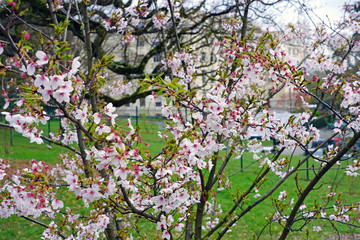 Pink and white blossoms of a sakura cherry prunus tree in spring