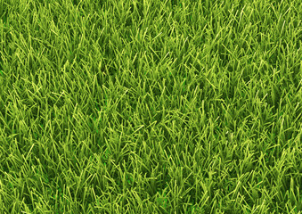 Natured green grass field texture backdrop background
