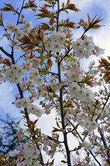 Pink and white blossoms of a sakura cherry prunus tree in spring