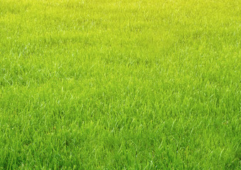 Natured green grass field texture backdrop background