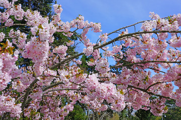 Pink blossoms of a sakura cherry prunus tree in spring