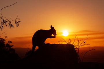 silhouette of a Kangaroo on a rock with a beautiful sunset in the background. The animal is eating...