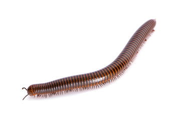 Millipede an isolated on white background