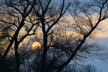 Trees in Wintertime at Sunset, Germany, Europe