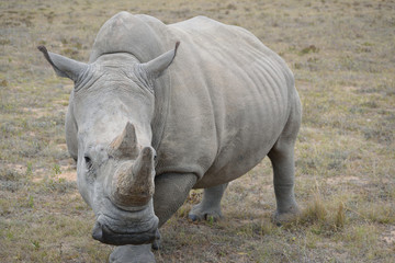 Fototapeta premium 野生のサイ