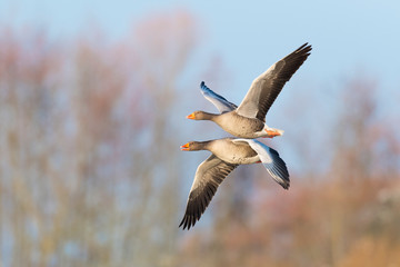 Greylag geese, Anser anser, Germany, Europe