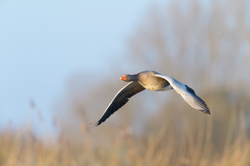 Greylag goose, Anser anser, Germany, Europe