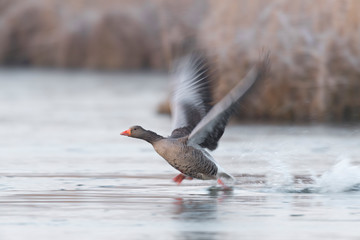 Starting Greylag goose (Anser anser), Germany, Europe