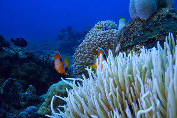 Naklejka na ściany i meble coral reef underwater / lagoon with corals, underwater landscape, snorkeling trip