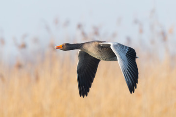 Greylag goose