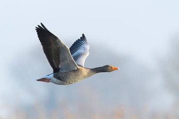 Greylag goose, Anser anser, Germany, Europe © Ana Gram