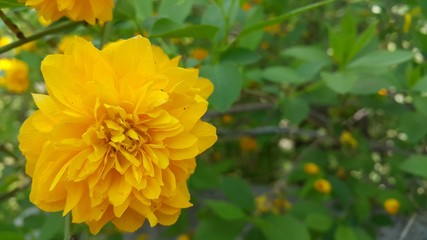 Closeup view of lovely yellow flower against a green leaves background