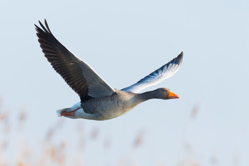 Greylag goose, Anser anser, Germany, Europe