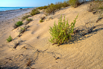 Колючка, песок и море