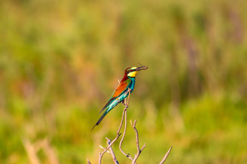Colorful bird colorful nature background. Bird: European Bee eater. Merops apiaster.