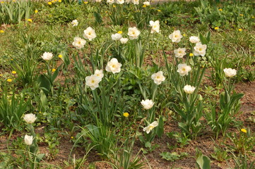 a lot of flowers daffodils with white-yellow buds in the spring in the garden