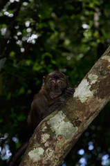 A tropical forest. Little monkey on a tree.