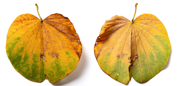 front and back of a hafl dry leaf on white background
