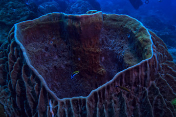 coral reef macro / texture, abstract marine ecosystem background on a coral reef