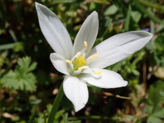 Giglio di campo, o Stella di Betlemme