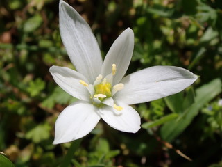 Obraz premium Giglio di campo, o Stella di Betlemme