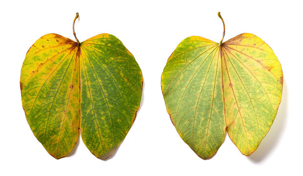 front and back of a hafl dry leaf on white background